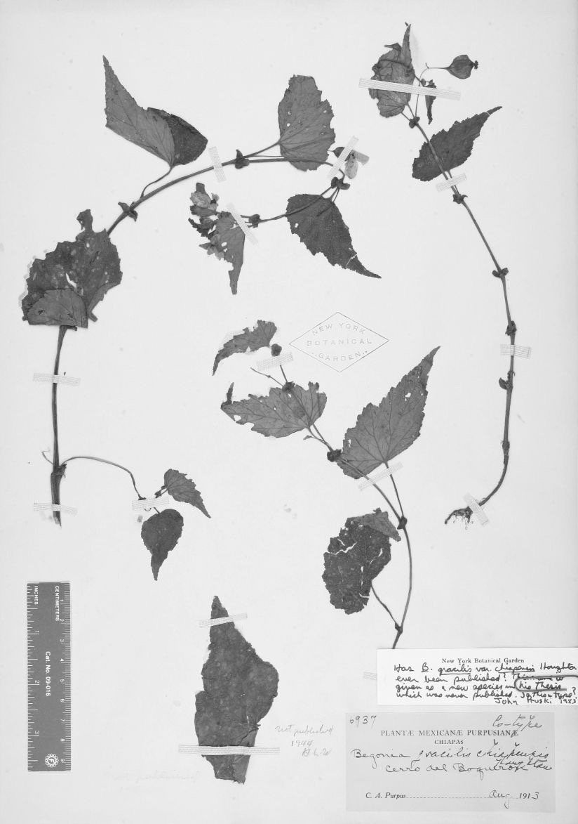 B. tenuis